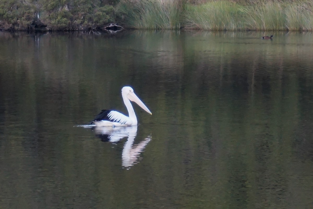 Australian Pelican - ML152704351