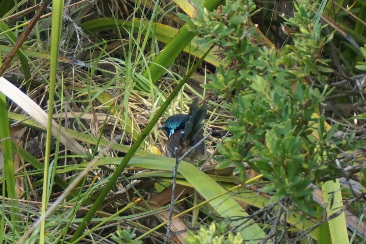 Red-winged Fairywren - ML152704411