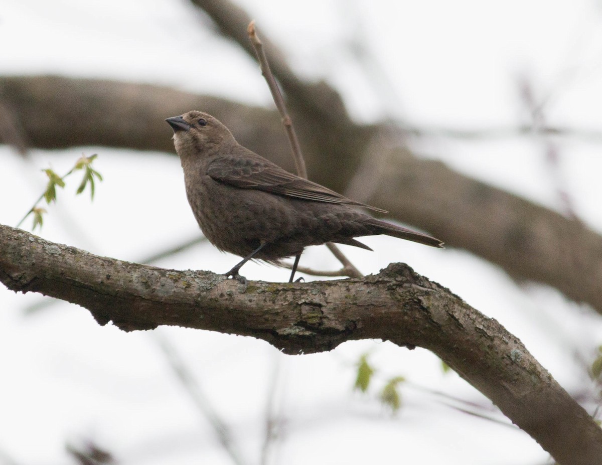 Brown-headed Cowbird - ML152704491