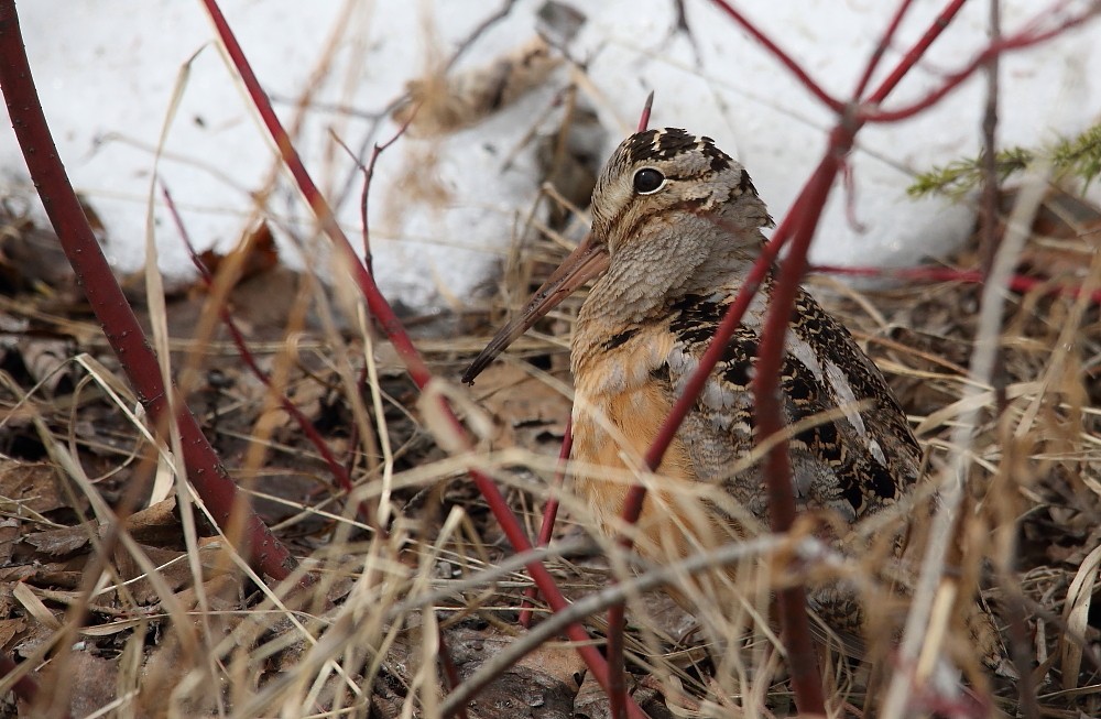 American Woodcock - ML152704781