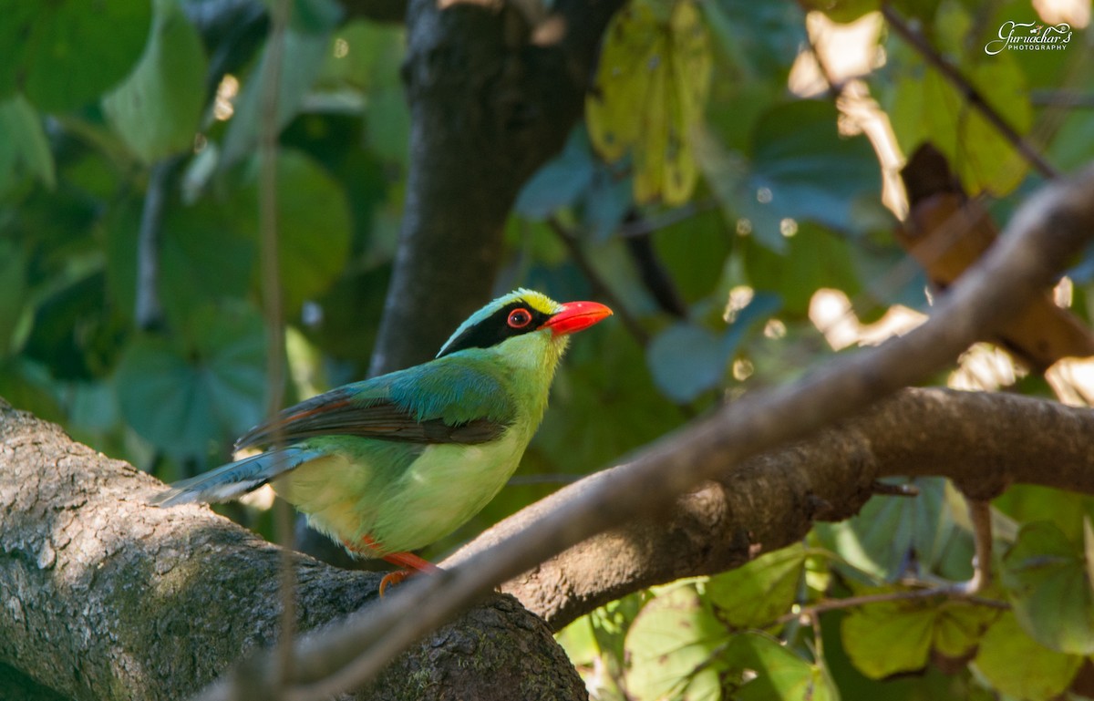 Common Green-Magpie - Babu Gururaj