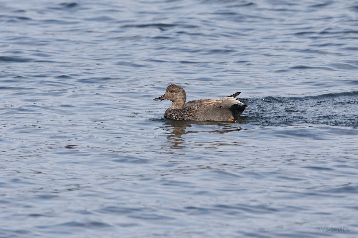 Gadwall - ML152706221