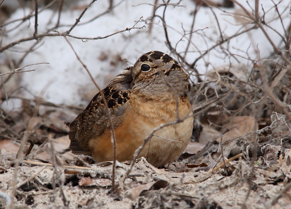 American Woodcock - ML152707061