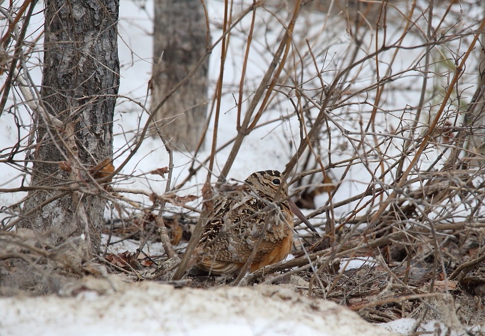 American Woodcock - ML152707301