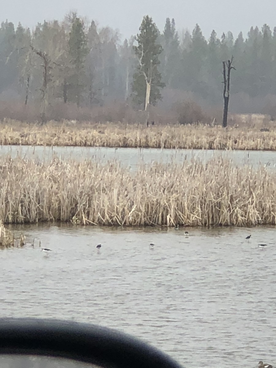 Black-necked Stilt - ML152707841