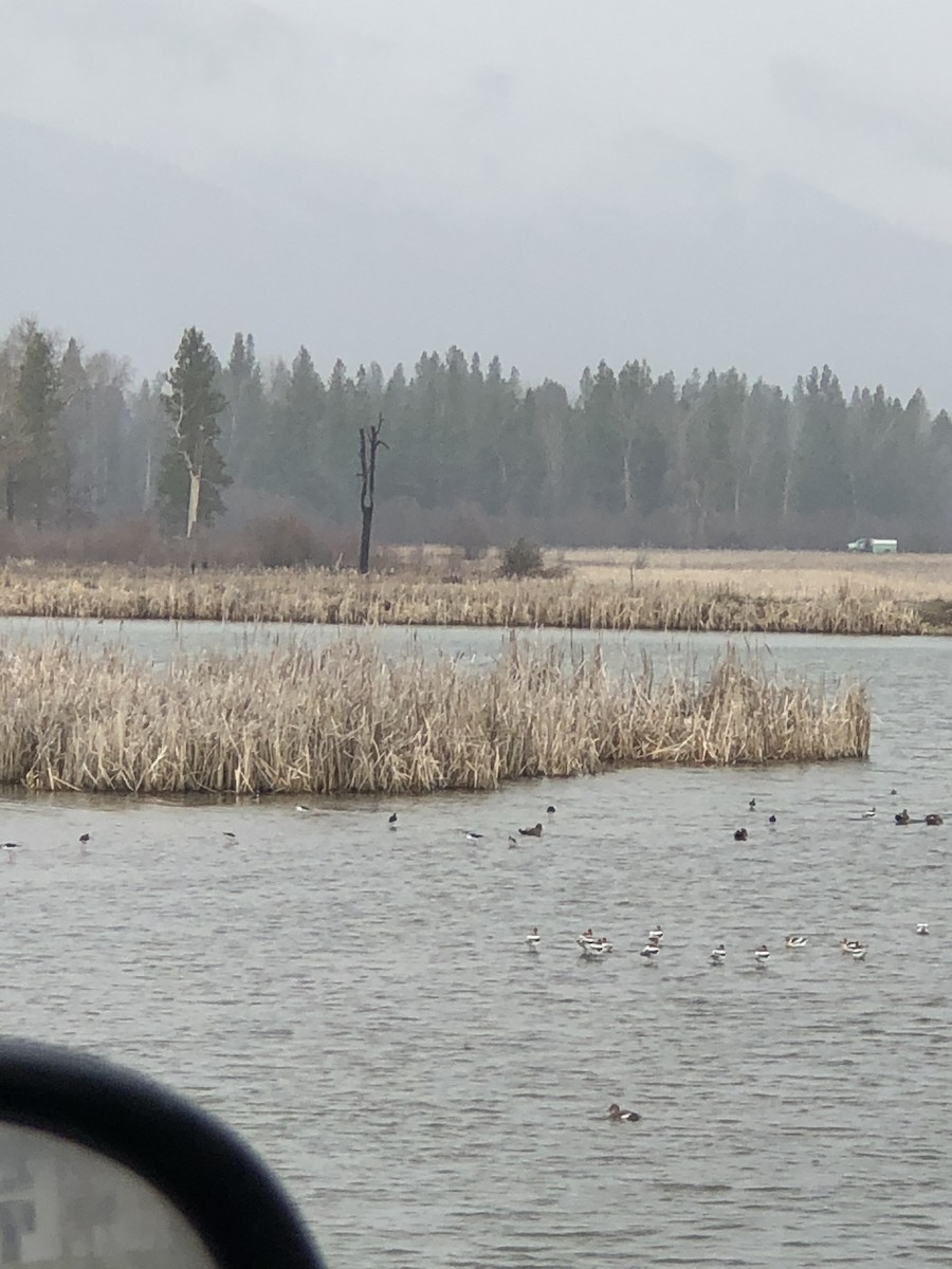 Black-necked Stilt - ML152707851