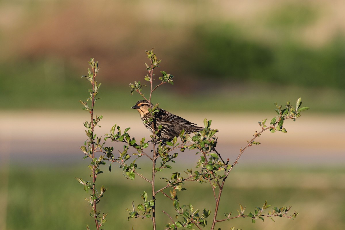 Red-winged Blackbird - ML152708121