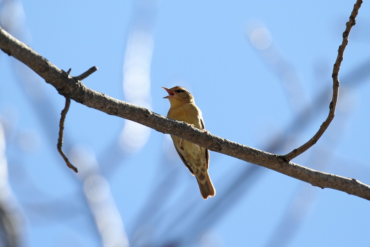 Worm-eating Warbler - ML152708401