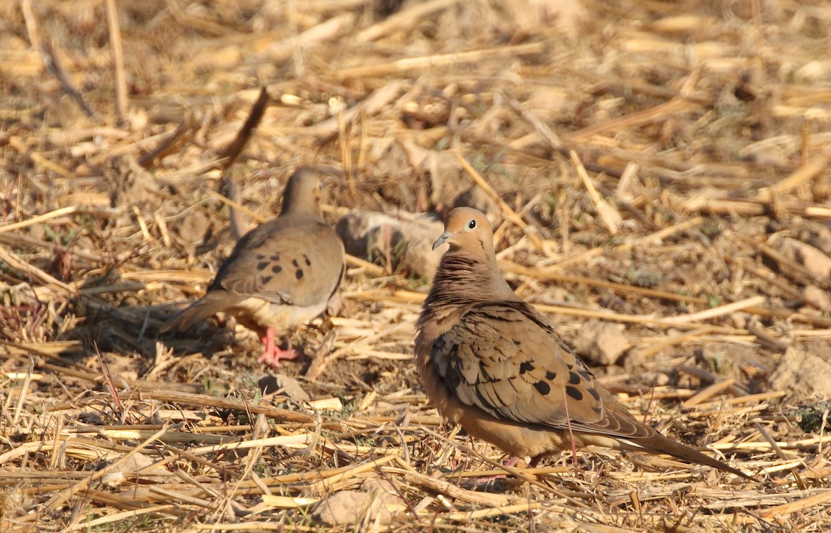 Mourning Dove - ML152708451