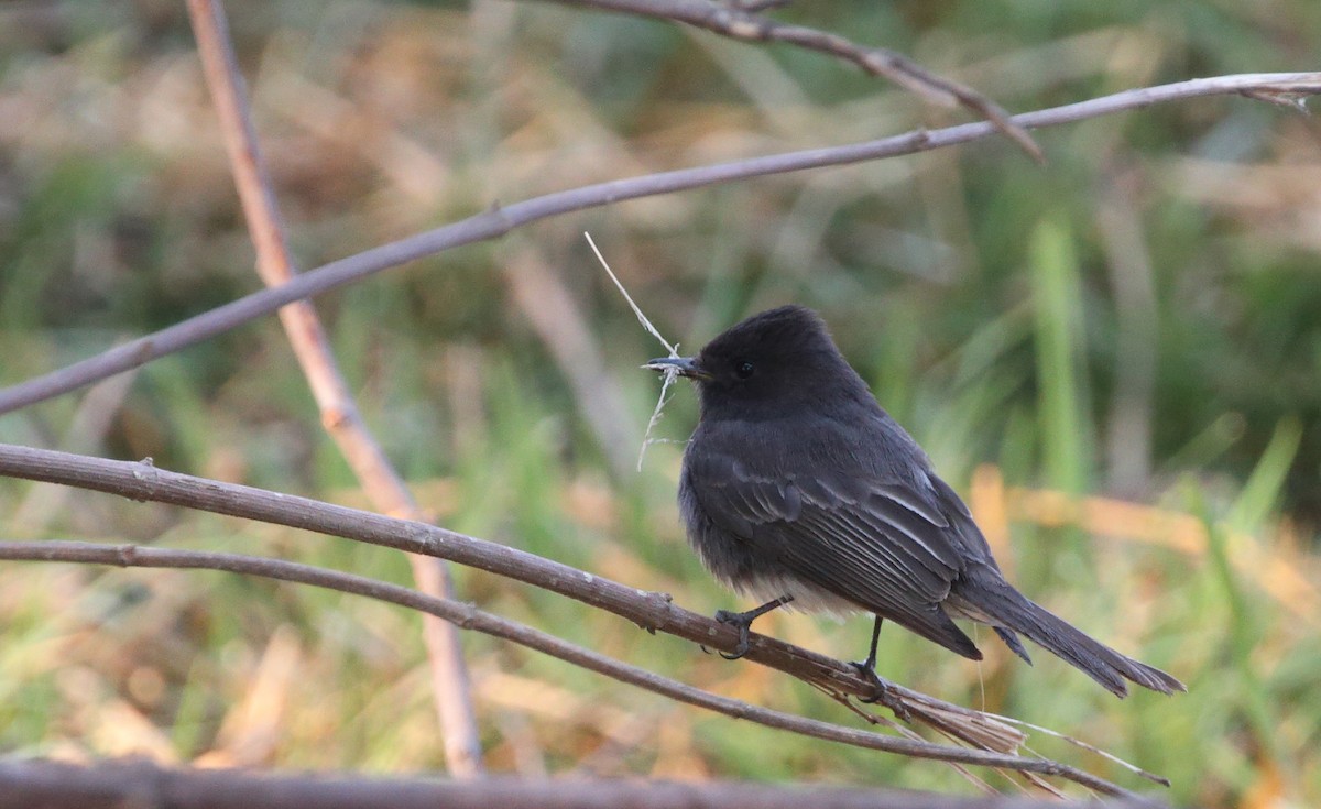 Black Phoebe (Northern) - ML152708691