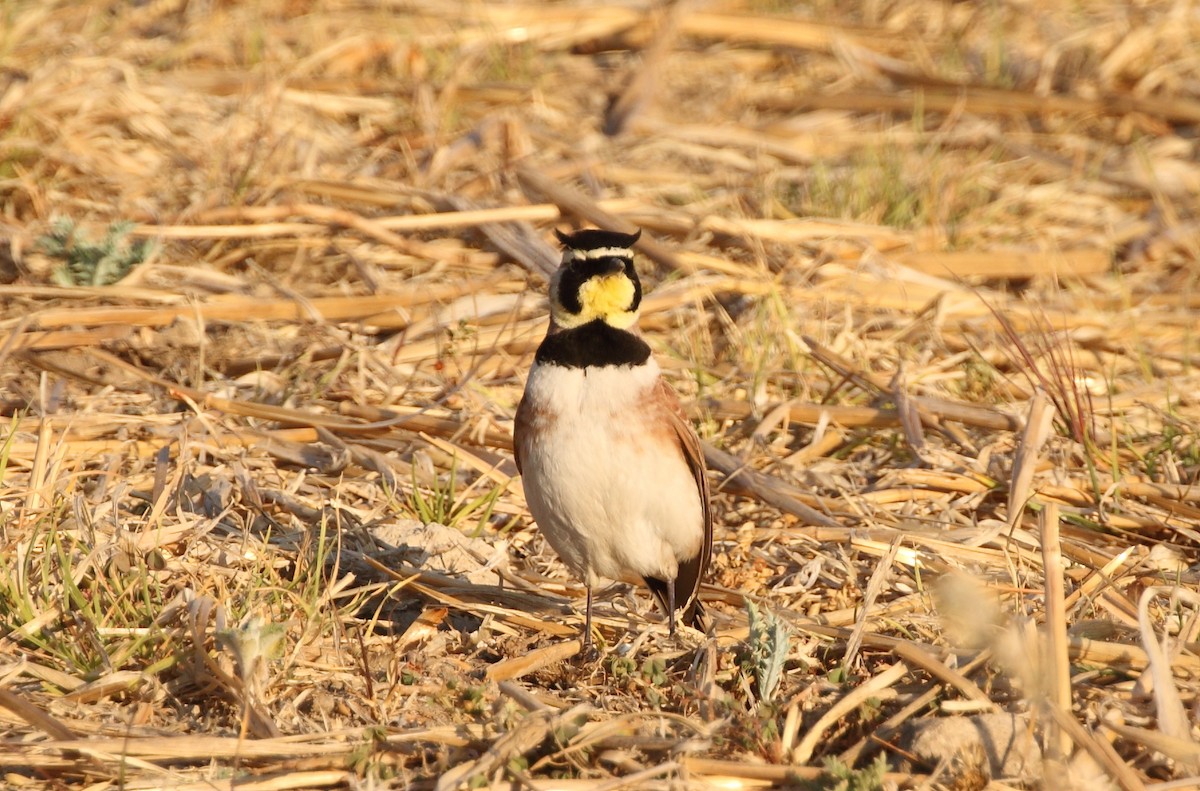 Horned Lark (Mexican) - ML152708751