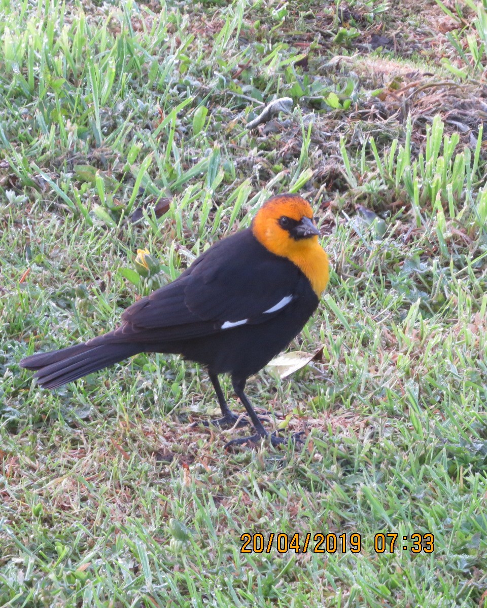 Yellow-headed Blackbird - Gary Bletsch