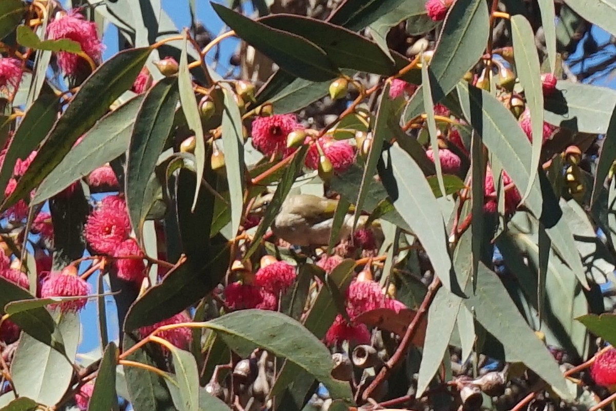 Brown Honeyeater - ML152709241