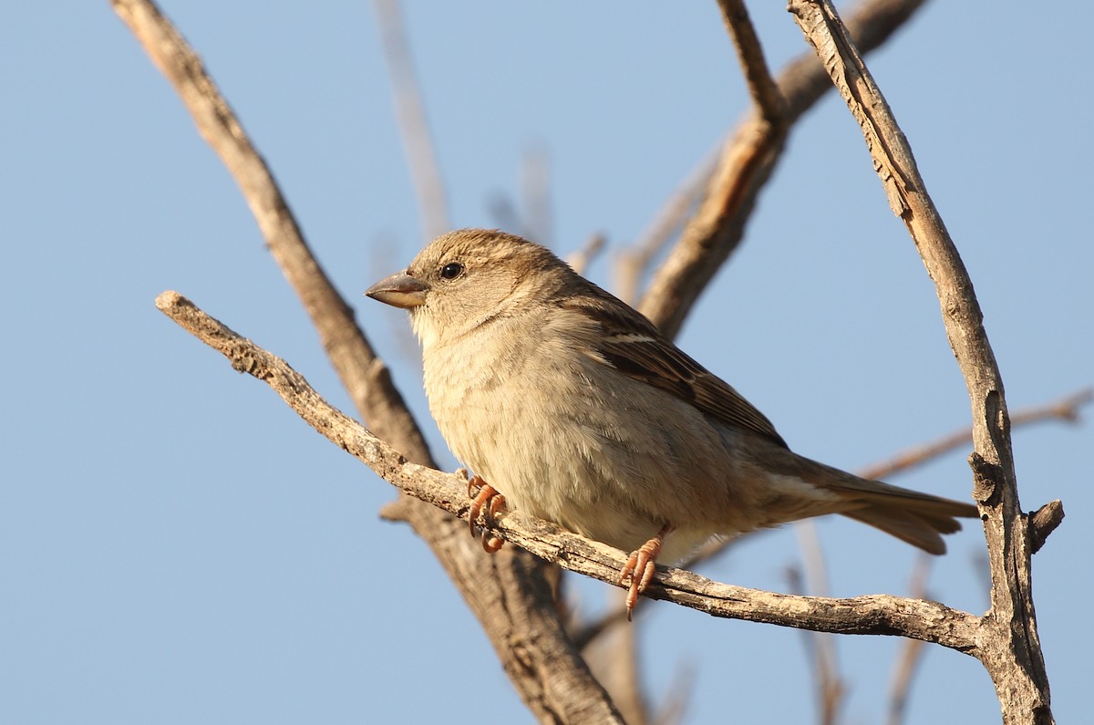 House Sparrow - ML152709361