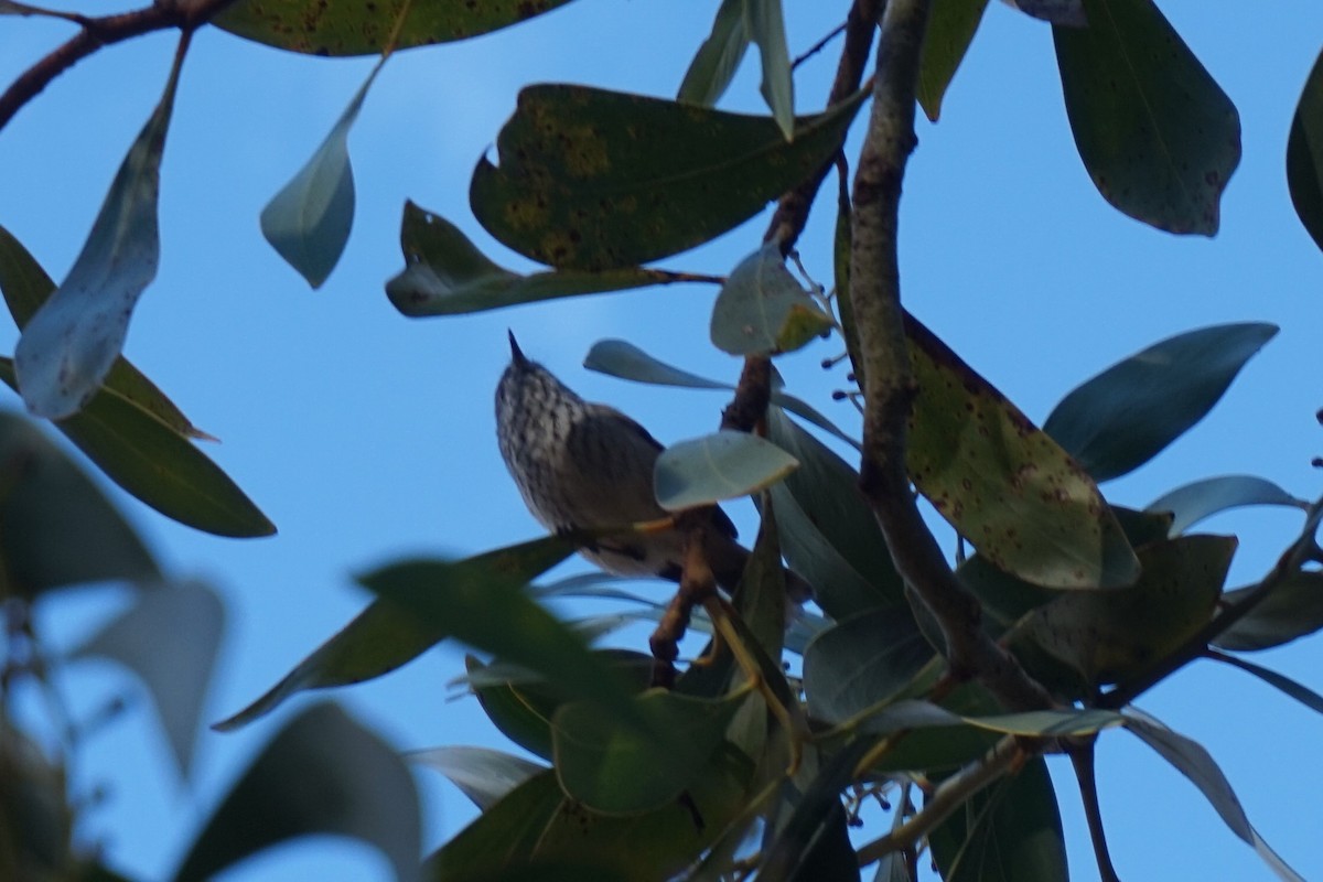 Inland Thornbill - ML152709601