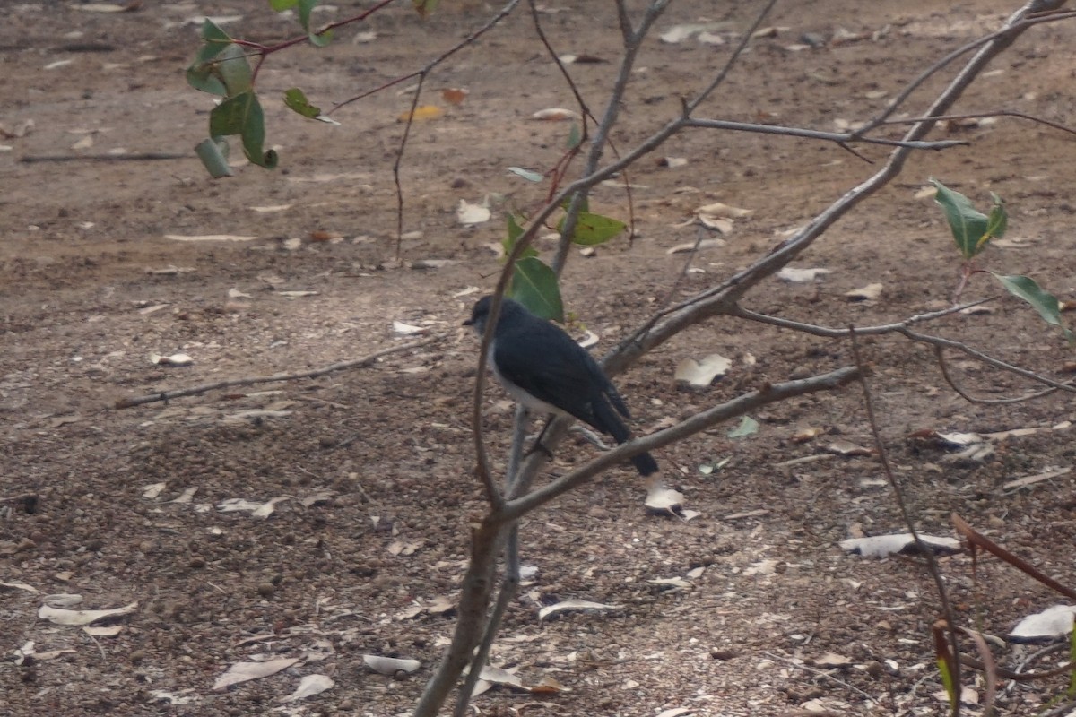 White-breasted Robin - ML152709821