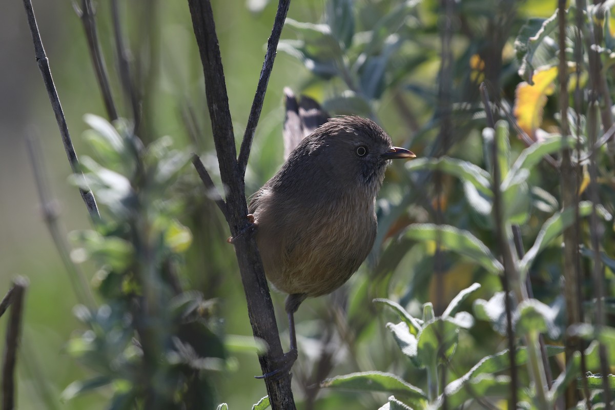 Wrentit - ML152711601