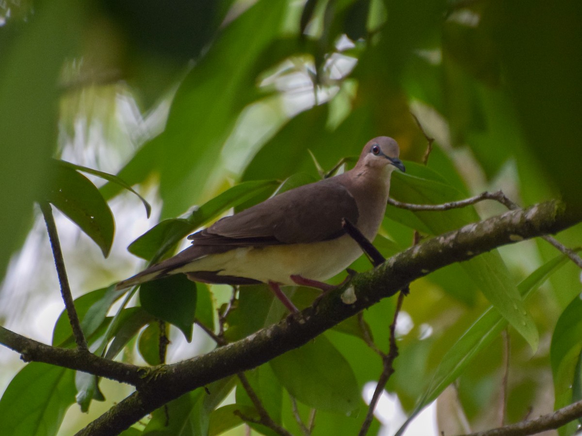 White-tipped Dove - ML152711741