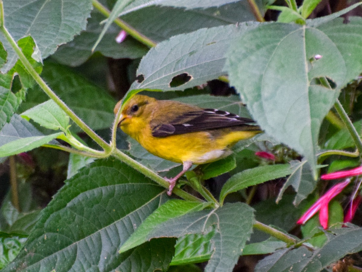 Lesser Goldfinch - ML152712261