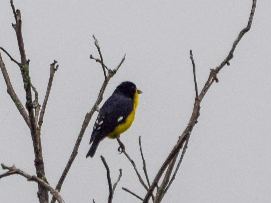 Lesser Goldfinch - ML152712371