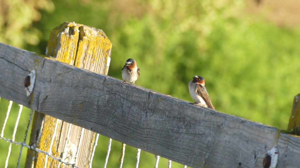 Cliff Swallow - ML152712501