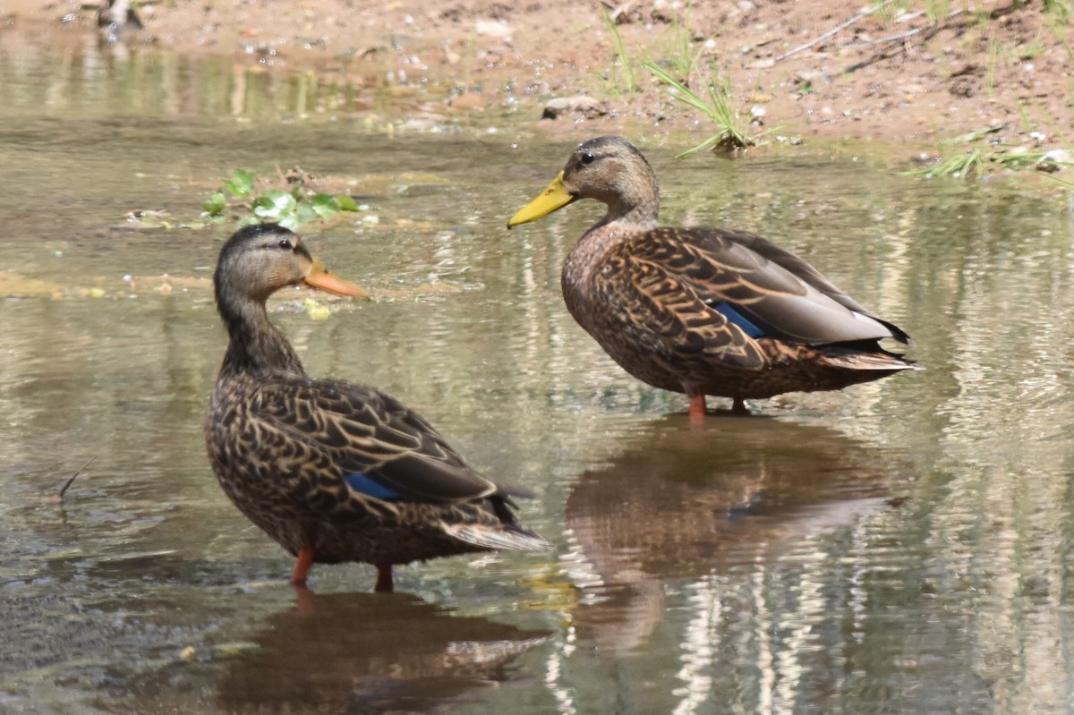 Mexican Duck - Caleb Strand