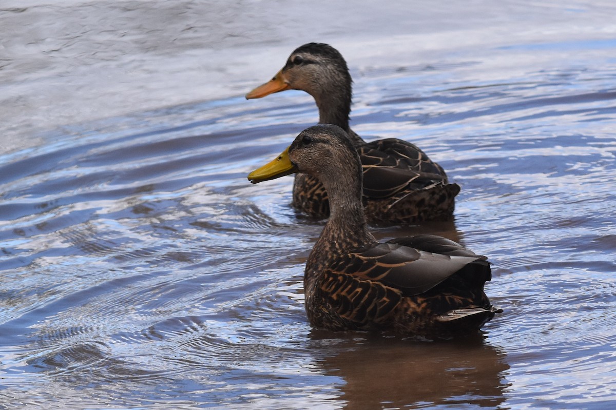 Mexican Duck - ML152712681