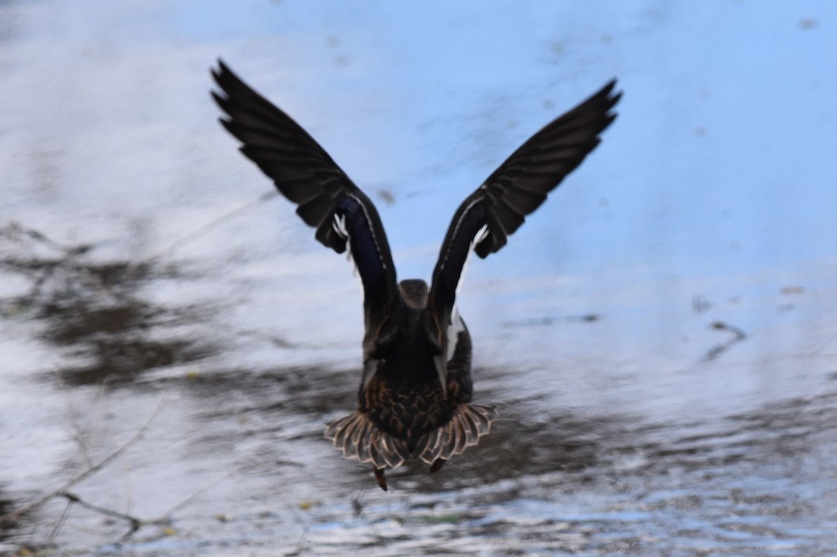 Mexican Duck - ML152712981