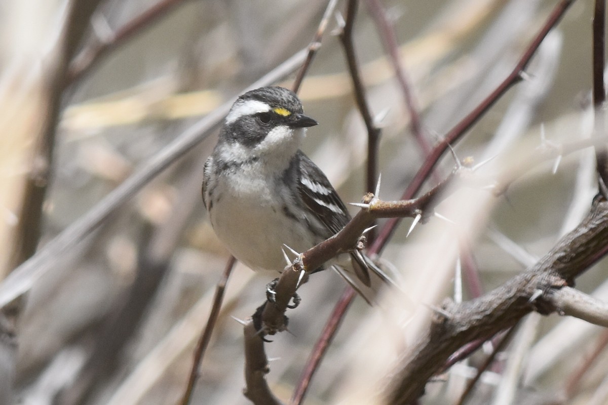 Black-throated Gray Warbler - ML152713171