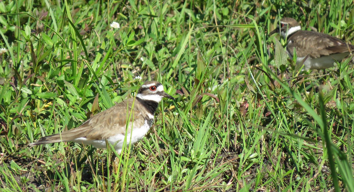 Killdeer - ML152713541