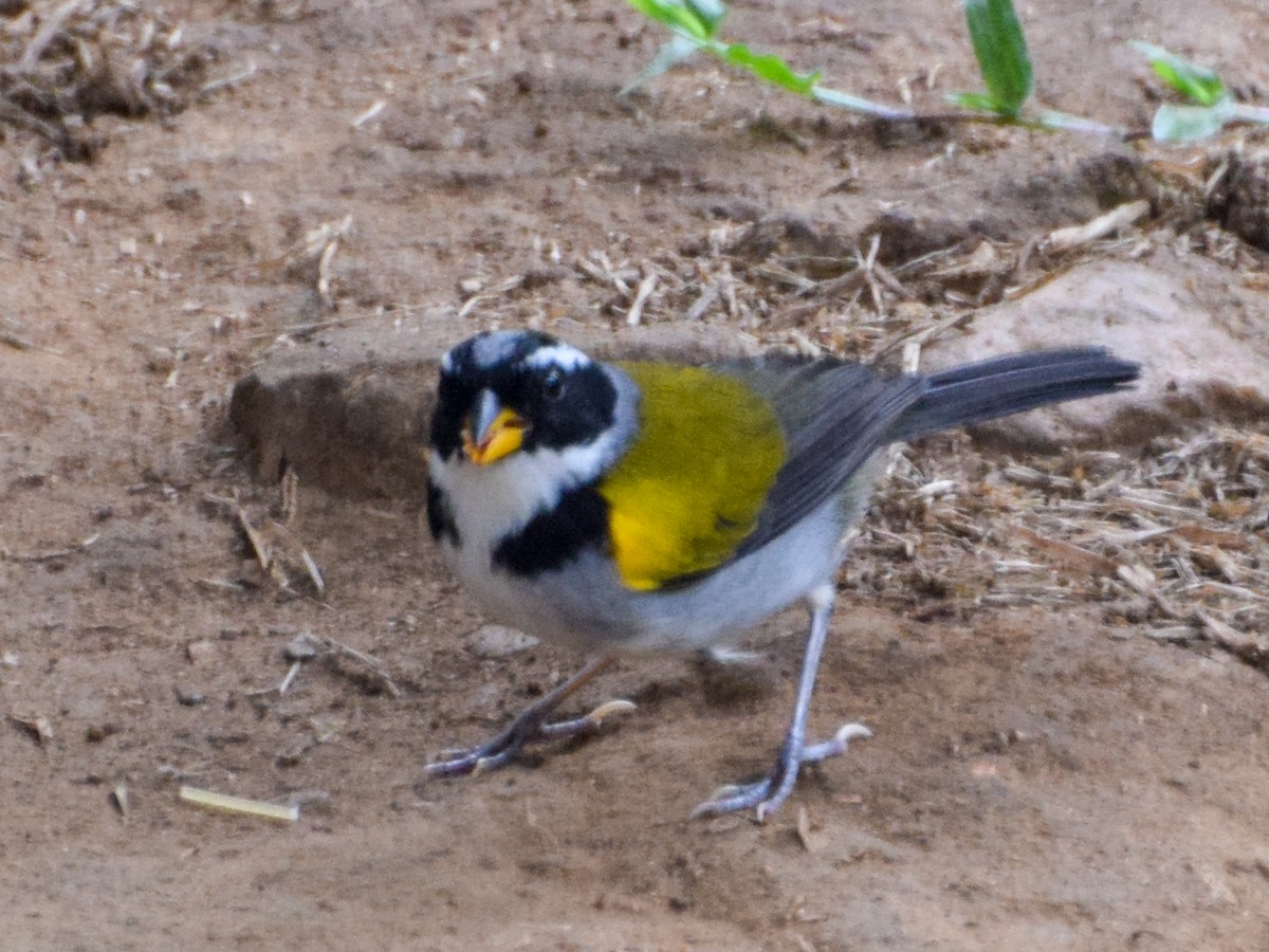 Pectoral Sparrow - Antonio Ros