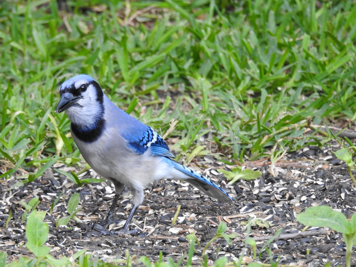 Blue Jay - ML152714971