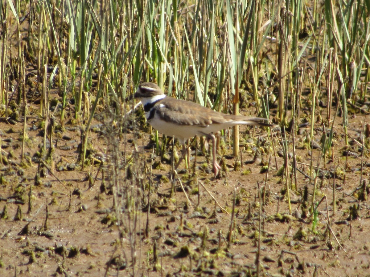 Killdeer - ML152715761