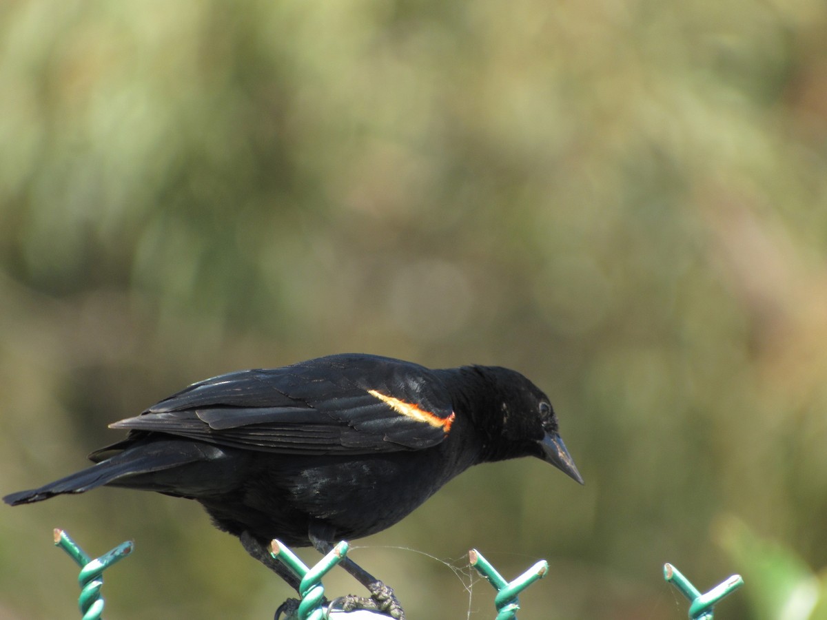 Red-winged Blackbird - ML152715951