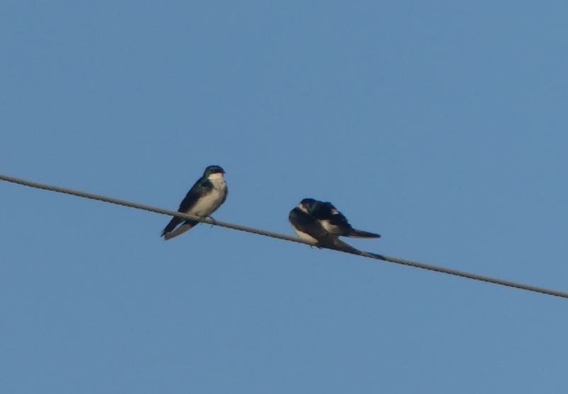 Tree Swallow - ML152715961