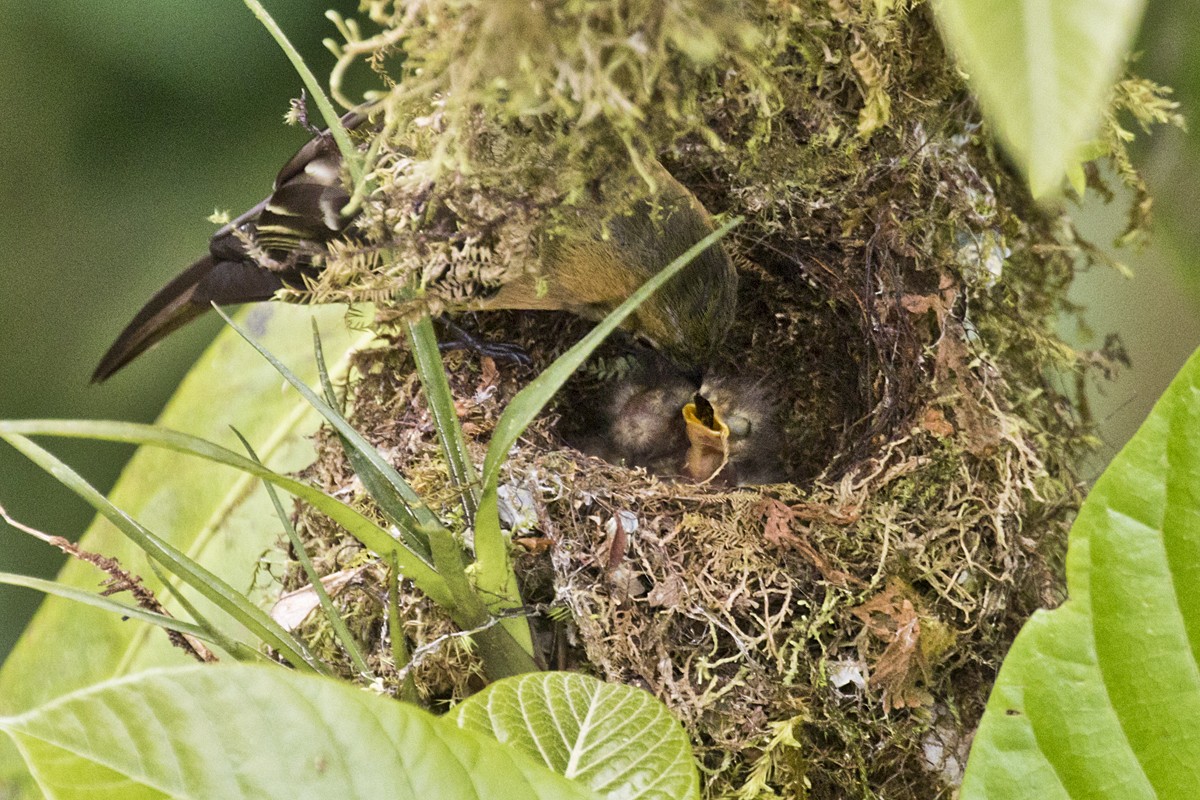 Tufted Flycatcher - ML152716071