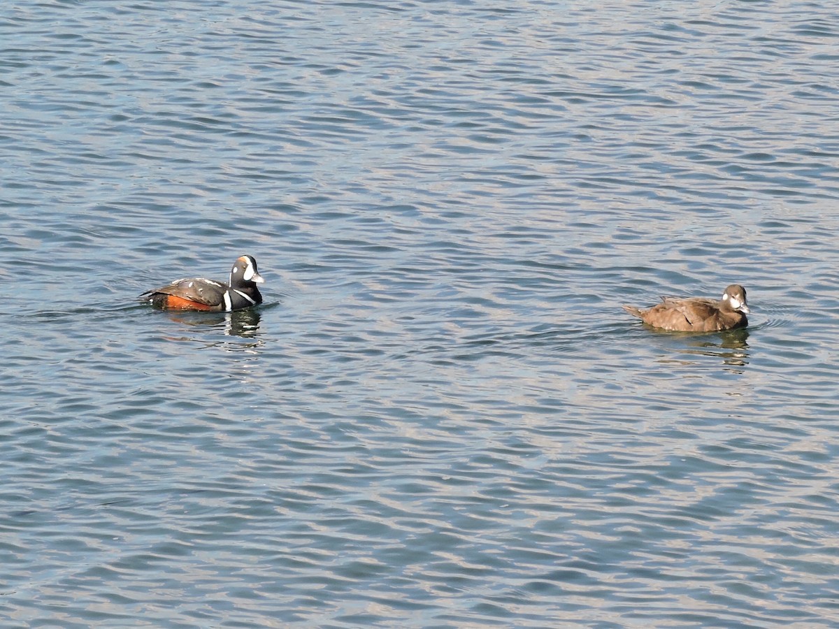 Harlequin Duck - ML152716111