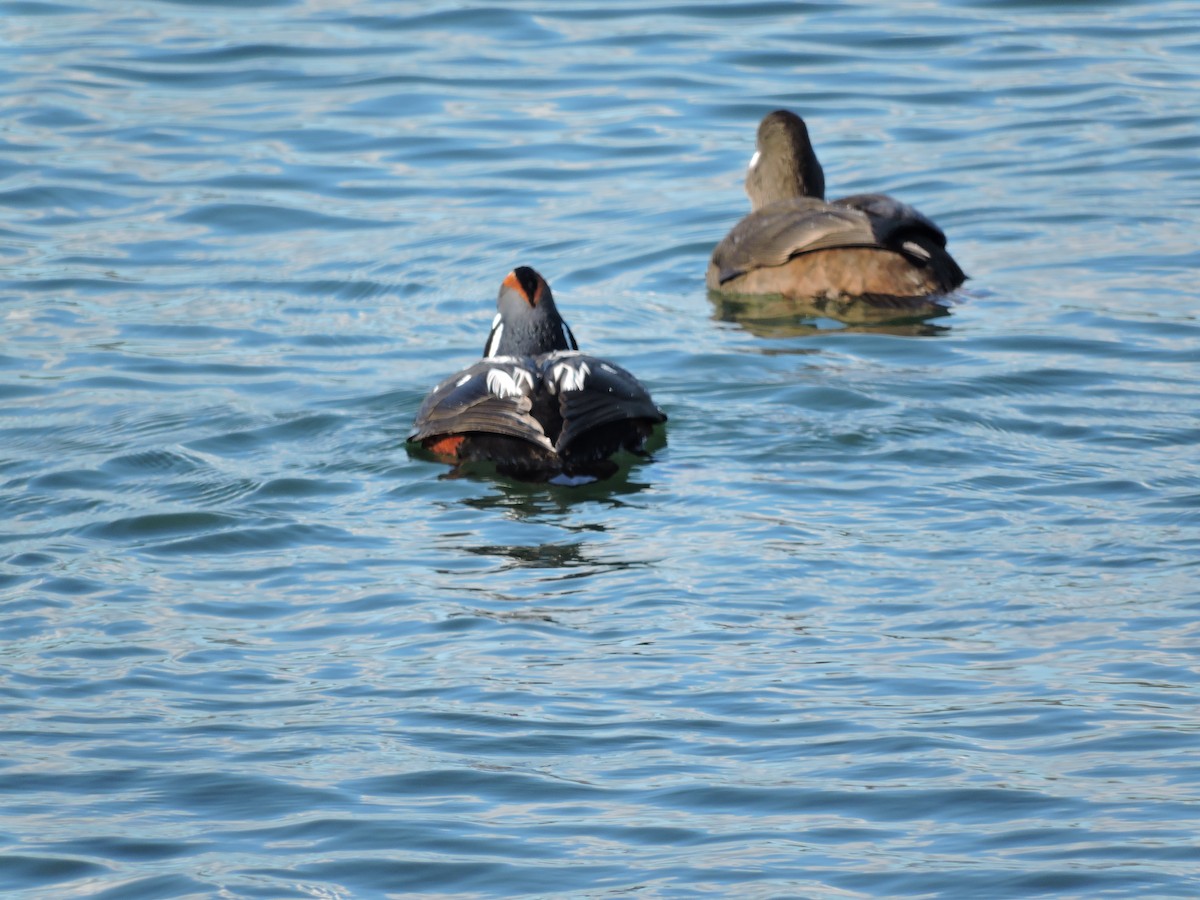 Harlequin Duck - ML152716151