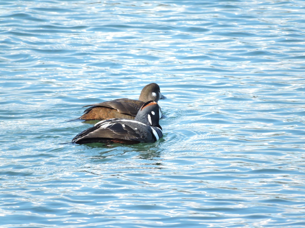 Harlequin Duck - ML152716161