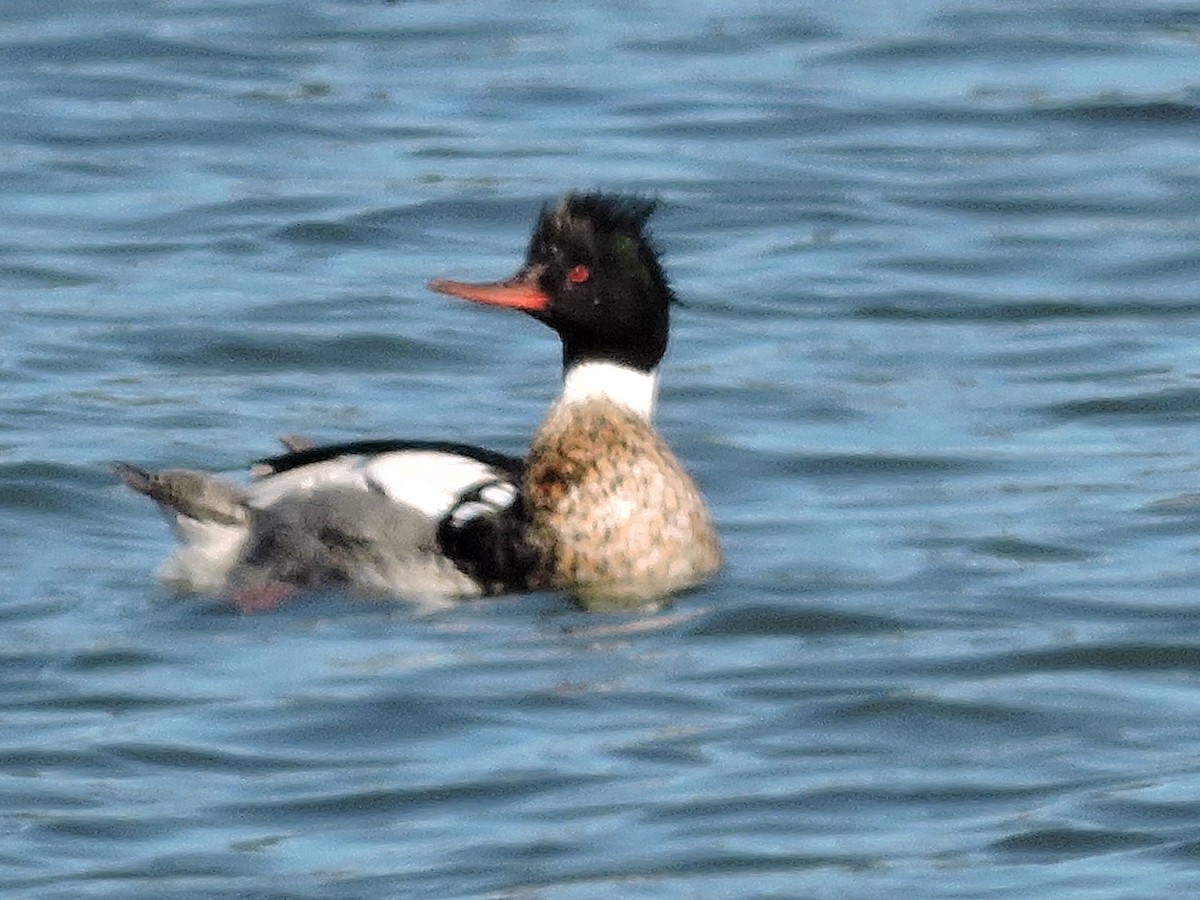 Red-breasted Merganser - ML152716391