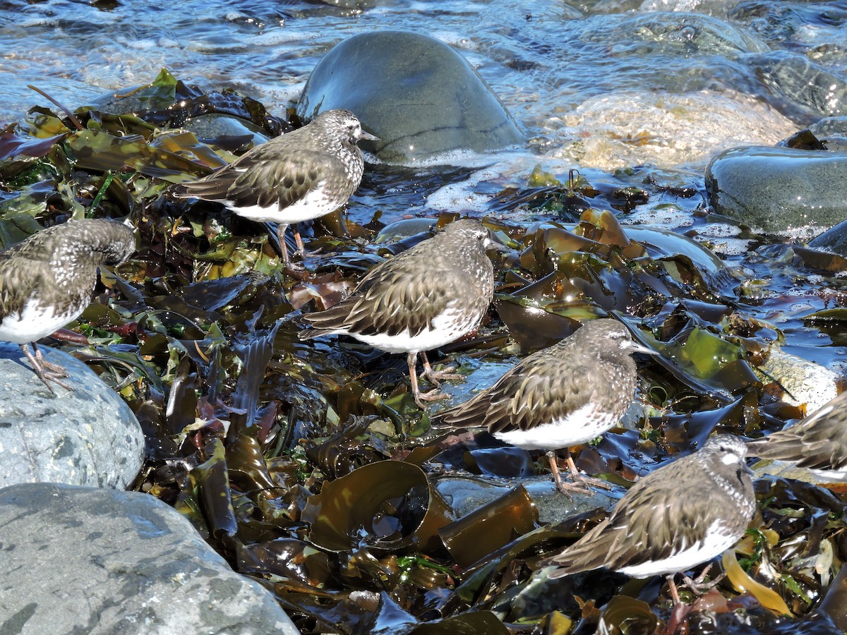 Black Turnstone - ML152716481