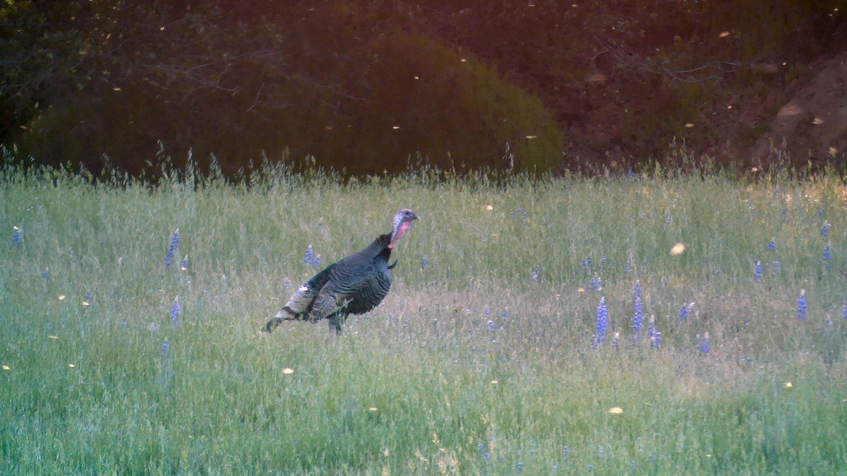 Wild Turkey - ML152716541