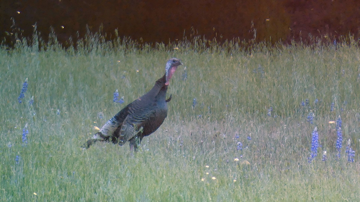 Wild Turkey - ML152716551