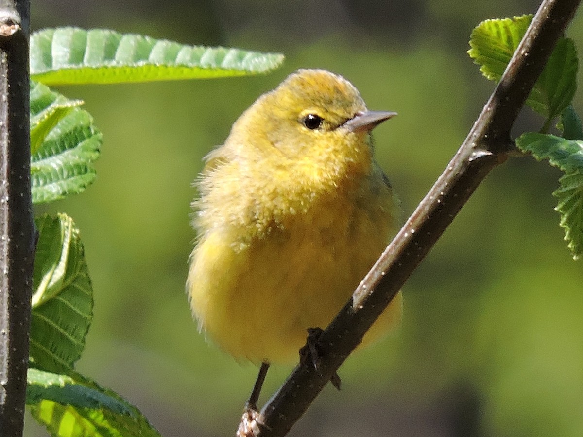 Orange-crowned Warbler - ML152716911
