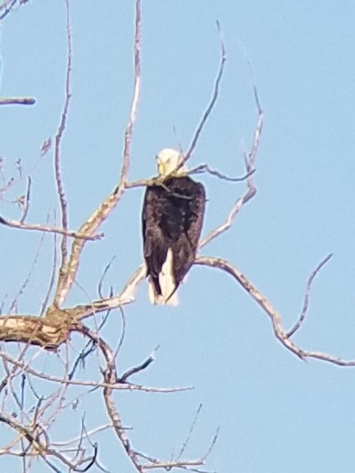 Bald Eagle - Greg J