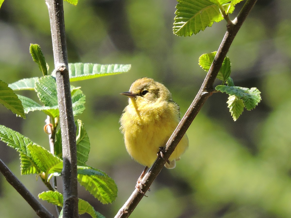 Orange-crowned Warbler - ML152716951