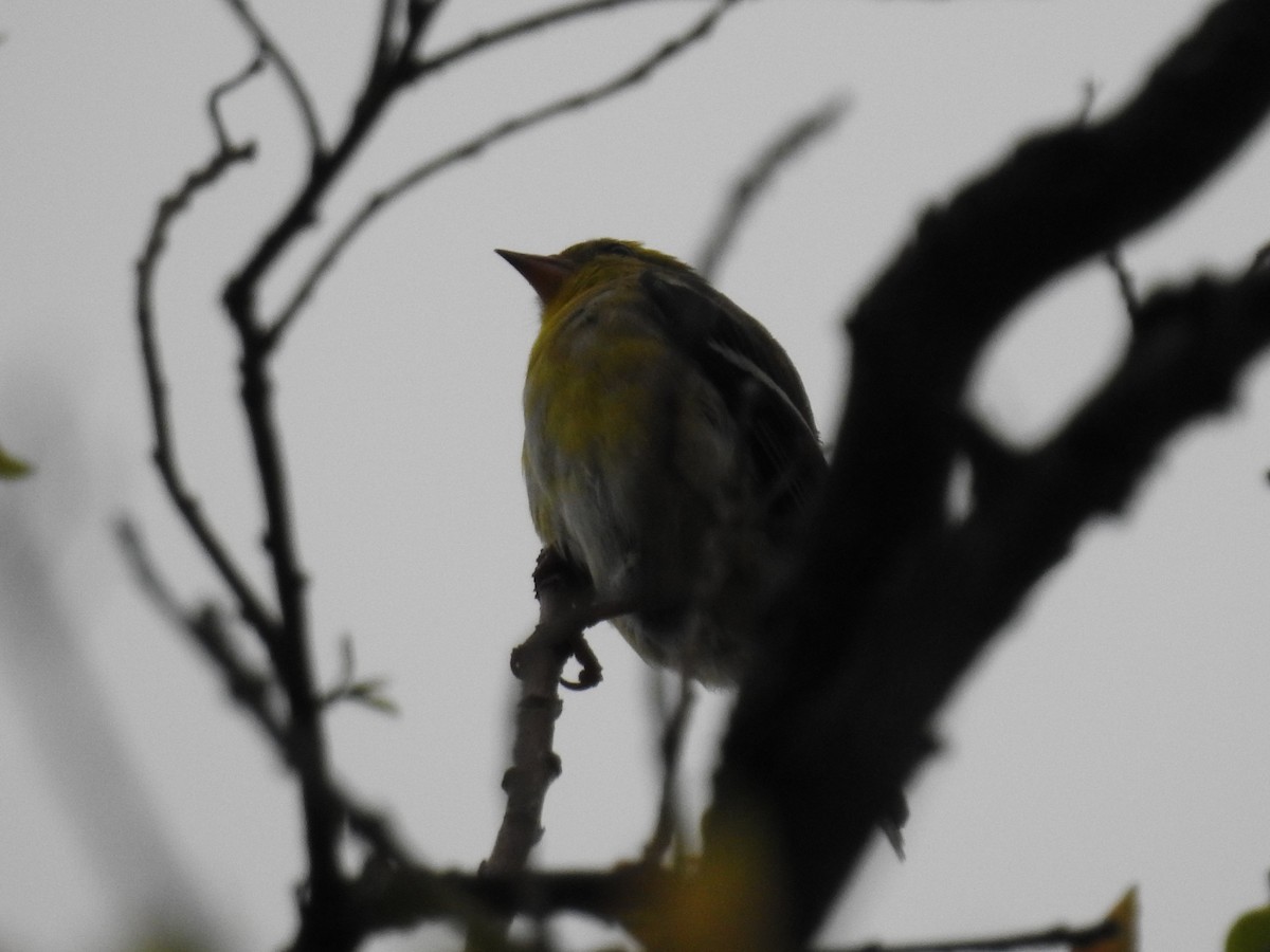 Chardonneret jaune - ML152717021