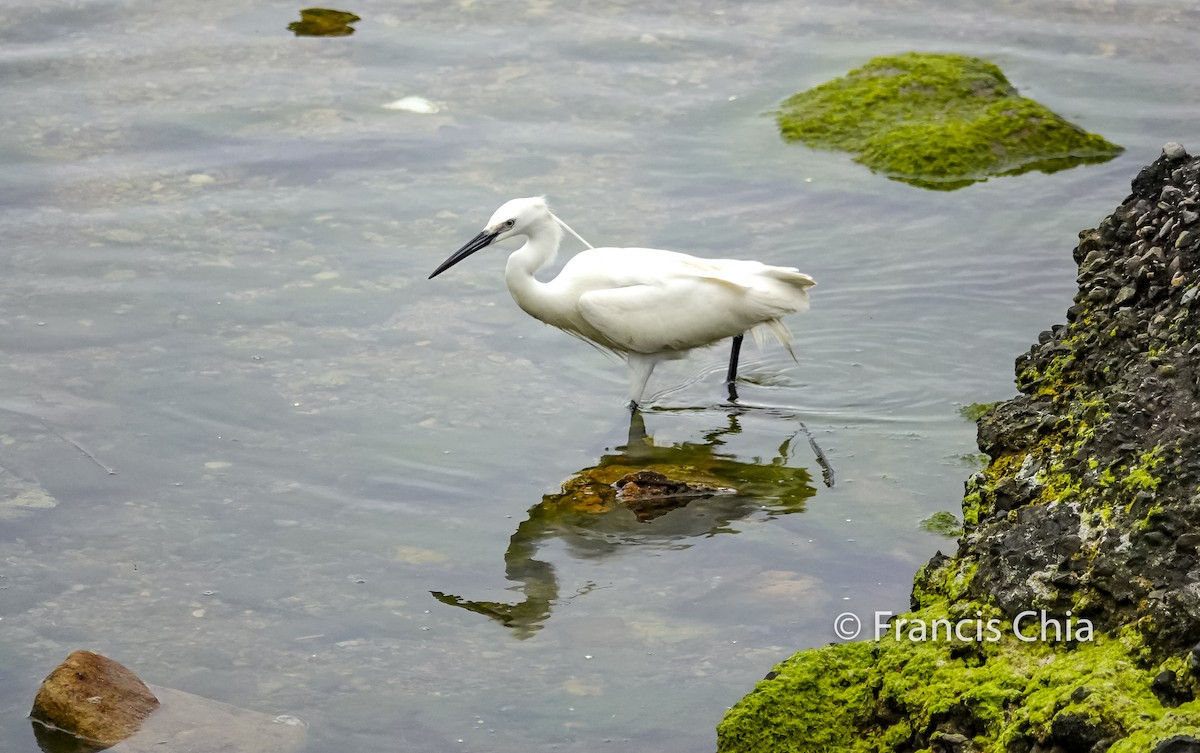 Medium Egret - Simple Birder