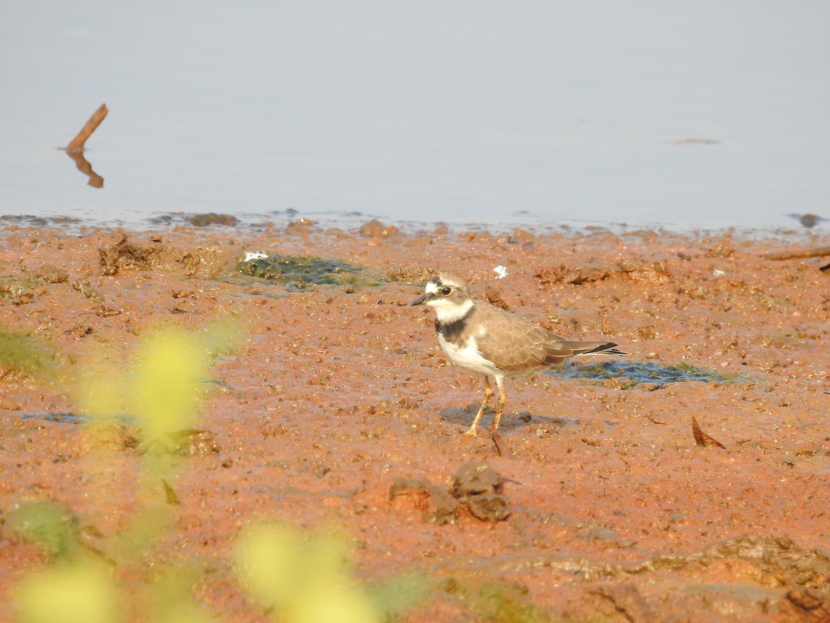 Little Ringed Plover - Afsar Nayakkan