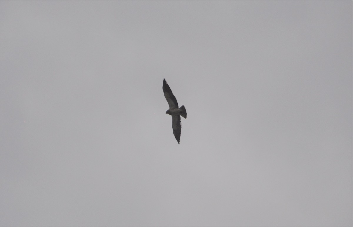 Swainson's Hawk - ML152719601